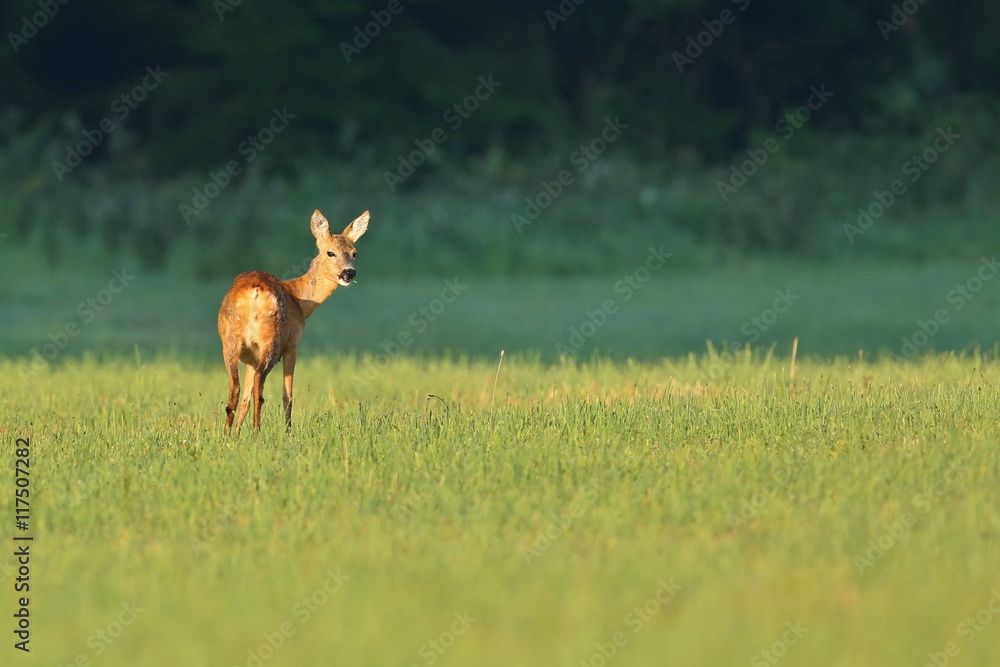 Roe deer female on the magical green grassland, european wildlife, wild animal in the nature habitat, deer rut, beautiful sunset Roe deer female on the magical green grassland, european wildlife, wild animal in the nature habitat, deer rut, beautiful sunset