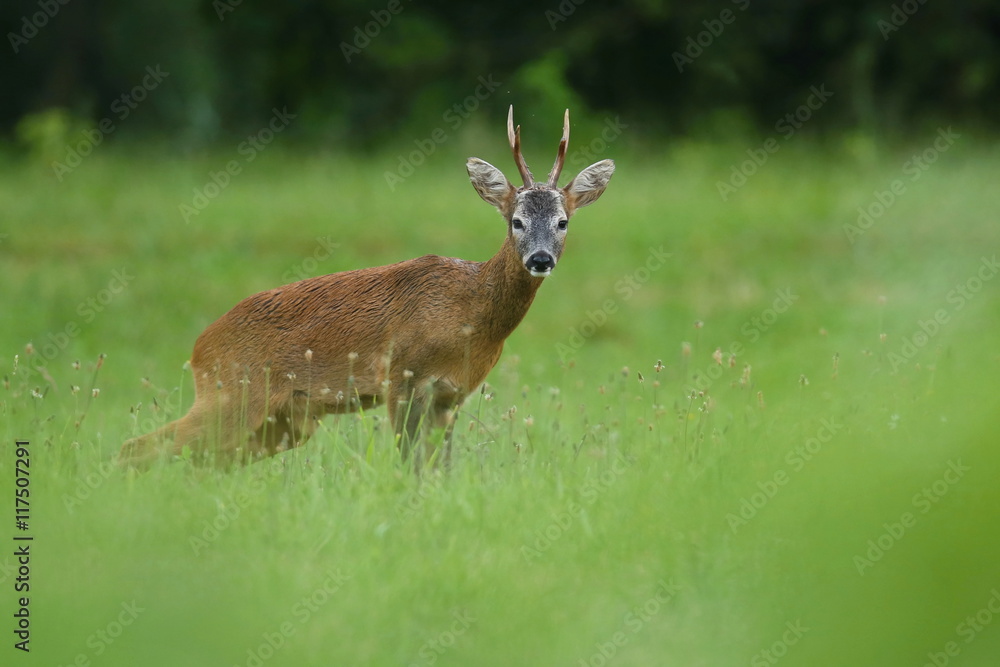 Roe deer male on the magical green grassland, european wildlife, wild animal in the nature habitat, deer rut
