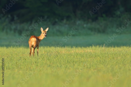 Roe deer female on the magical green grassland, european wildlife, wild animal in the nature habitat, deer rut, beautiful sunset