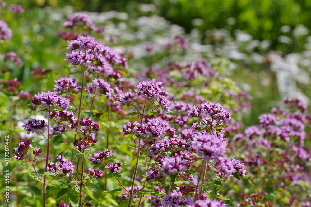 Oregano, eine beliebte Gewürzpflanze - Oregano, a popular spice plant