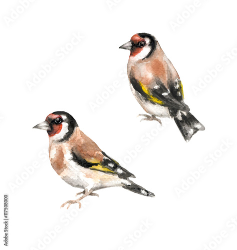 Goldfinches watercolor sketch
