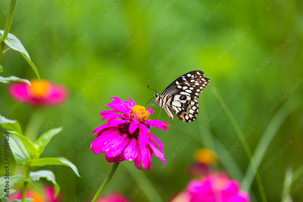 Butterfly in garden and flying to many flowers in garden, Beautiful butterfly in colorful garden or insect farm, Animal or insect life in the nature and empty area for text to support presentation. Butterfly in garden and flying to many flowers in garden, Beautiful butterfly in colorful garden or insect farm, Animal or insect life in the nature and empty area for text to support presentation.