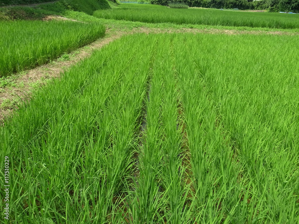夏の田圃 夏の田圃