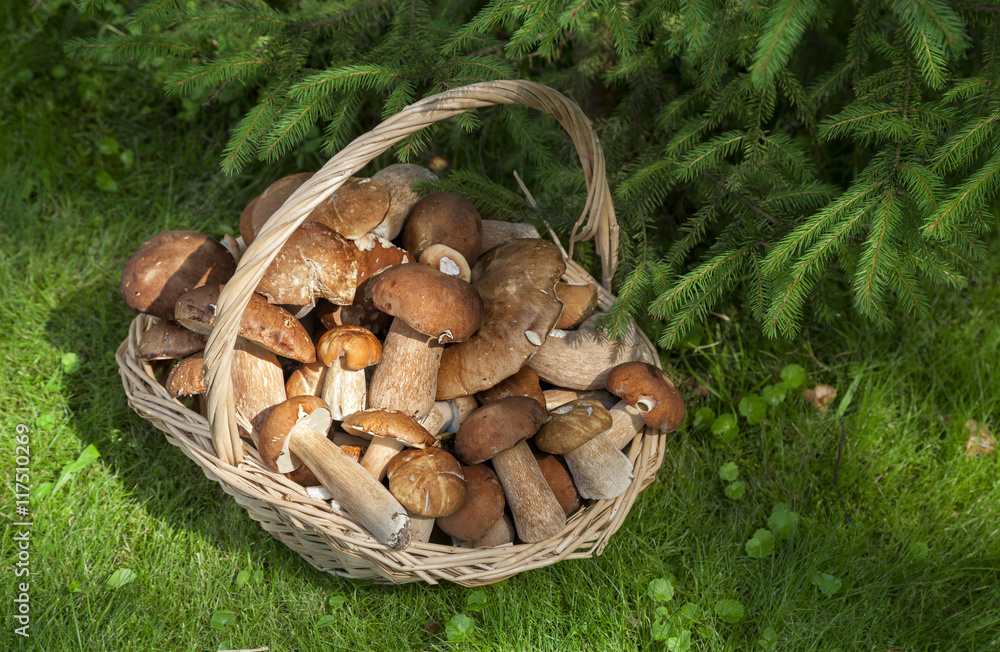 Mushrooms porcini in the wicker basket on the green grass. Wicker basket with mushrooms. Mushrooms porcini. Mushrooms porcini in the forest. Mushrooms porcini in the wicker basket on the green grass. Wicker basket with mushrooms. Mushrooms porcini. Mushrooms porcini in the forest.