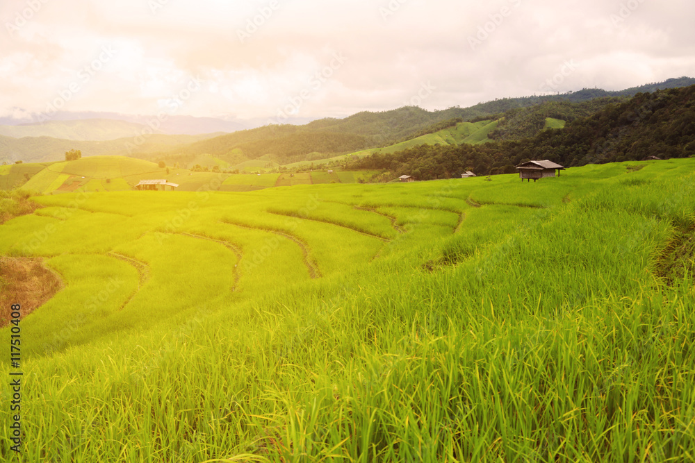 Fototapeta premium green Rice fields on terraced in Thailand, rice field or rice terraces in the mountain and travel place for relax and feeling nice, rice field in the nature and nature background for presentation.