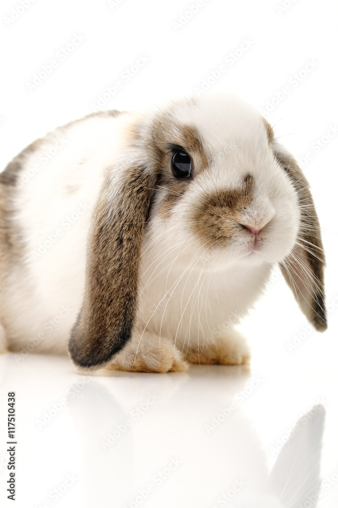 Hase im Studio freisteller Hase im Studio freisteller