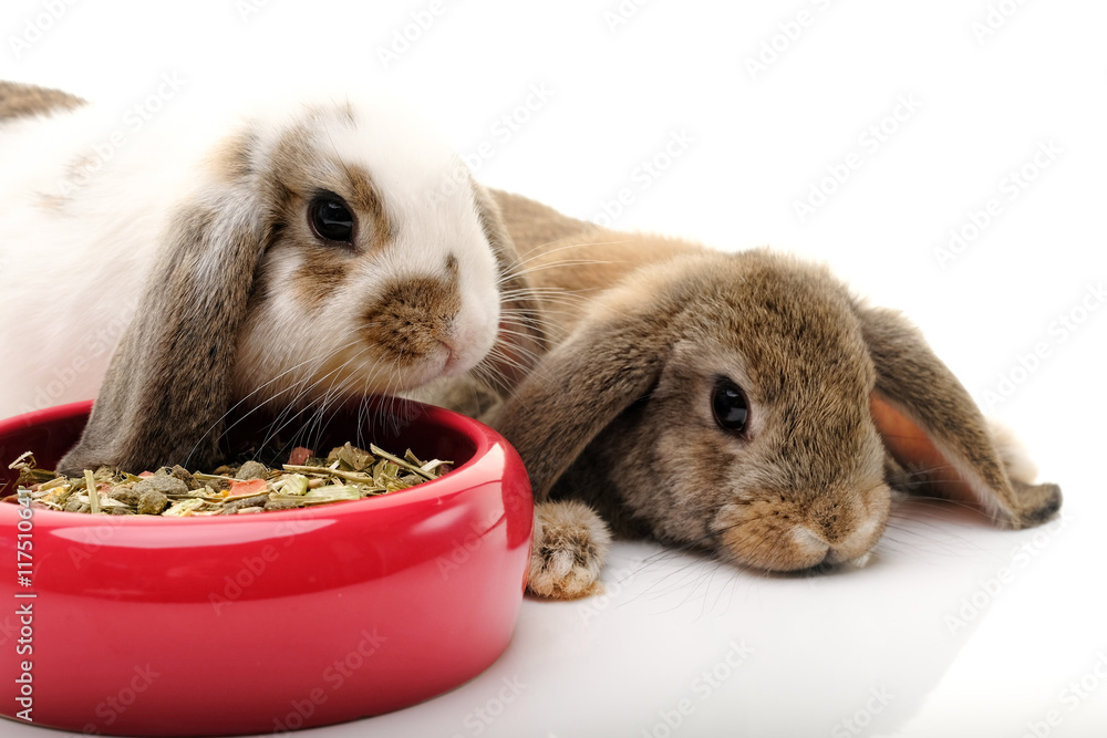 Fototapeta premium hasen mit futternapf