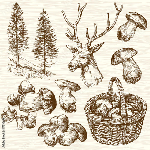 Basket of mushrooms in forest. Hand drawn set.
