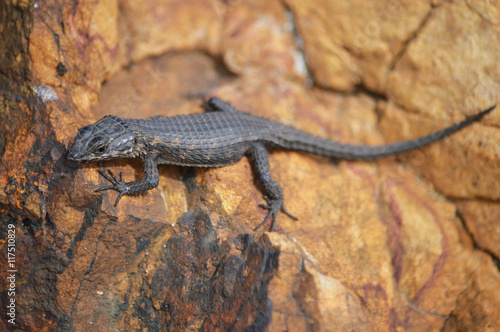 Lizard, Cape Point, South Africa