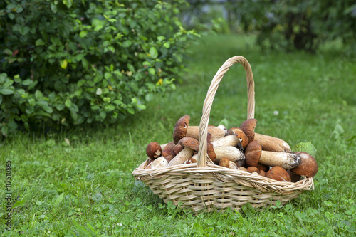 Mushrooms porcini in the wicker basket on the green grass. Wicker basket with mushrooms. Mushrooms porcini. Mushrooms porcini in the forest.