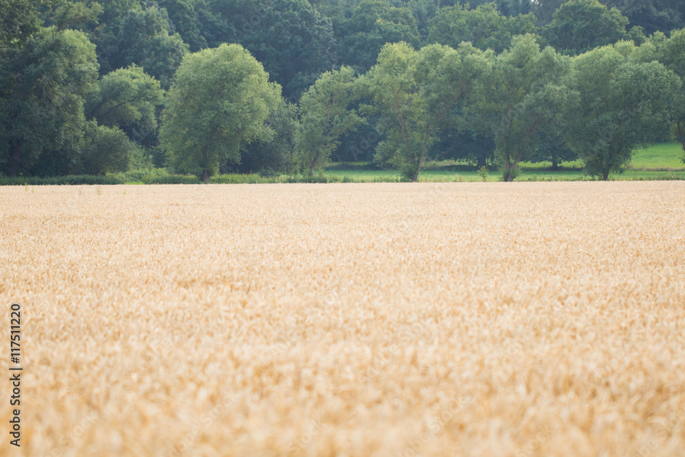Field of rye. Wheat of field.