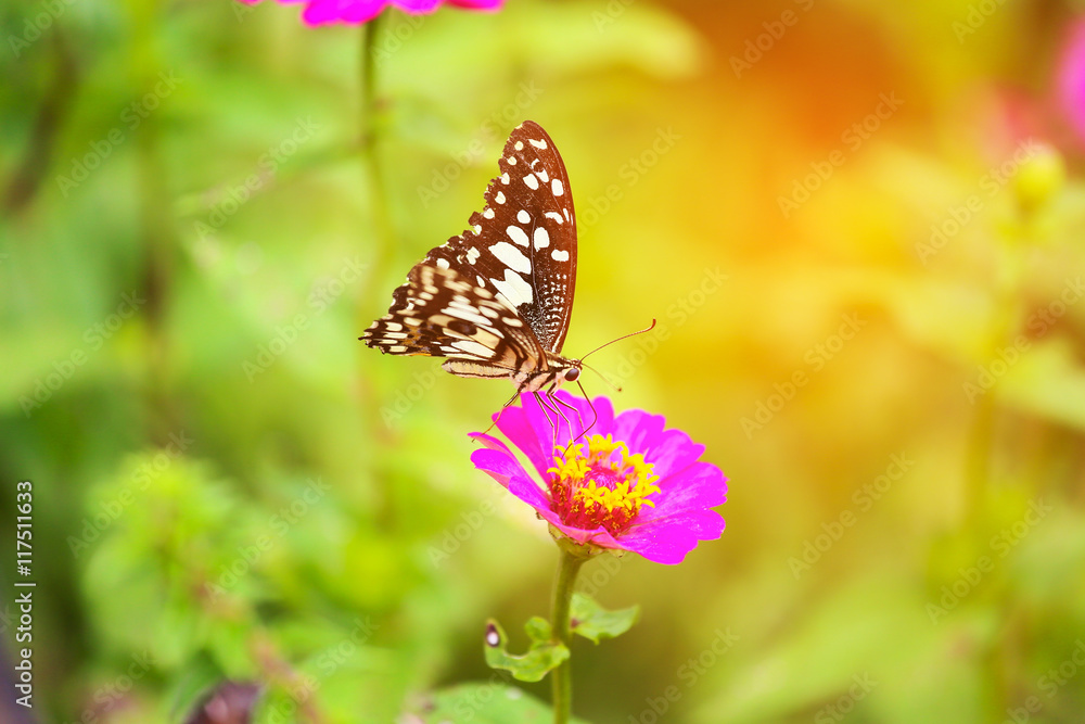 Butterfly in garden and flying to many flowers in garden, Beautiful butterfly in colorful garden or insect farm, Animal or insect life in the nature and empty area for text to support presentation. Butterfly in garden and flying to many flowers in garden, Beautiful butterfly in colorful garden or insect farm, Animal or insect life in the nature and empty area for text to support presentation.