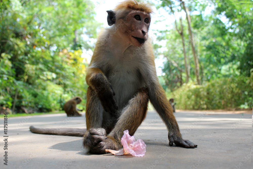 Fototapeta premium Funny monkey face, Sri Lanka, Asia