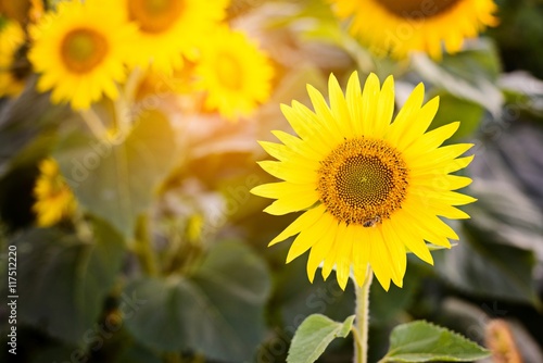 Beautiful sunflowers at field