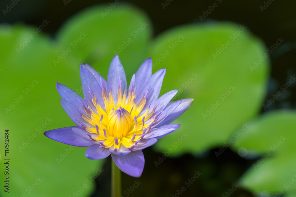 Beautiful lotus flower or waterlily. Beautiful lotus flower or waterlily.