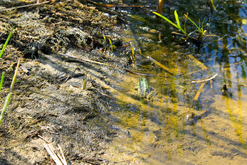 Fototapeta Naklejka Na Ścianę i Meble -  Frogs in the swamp