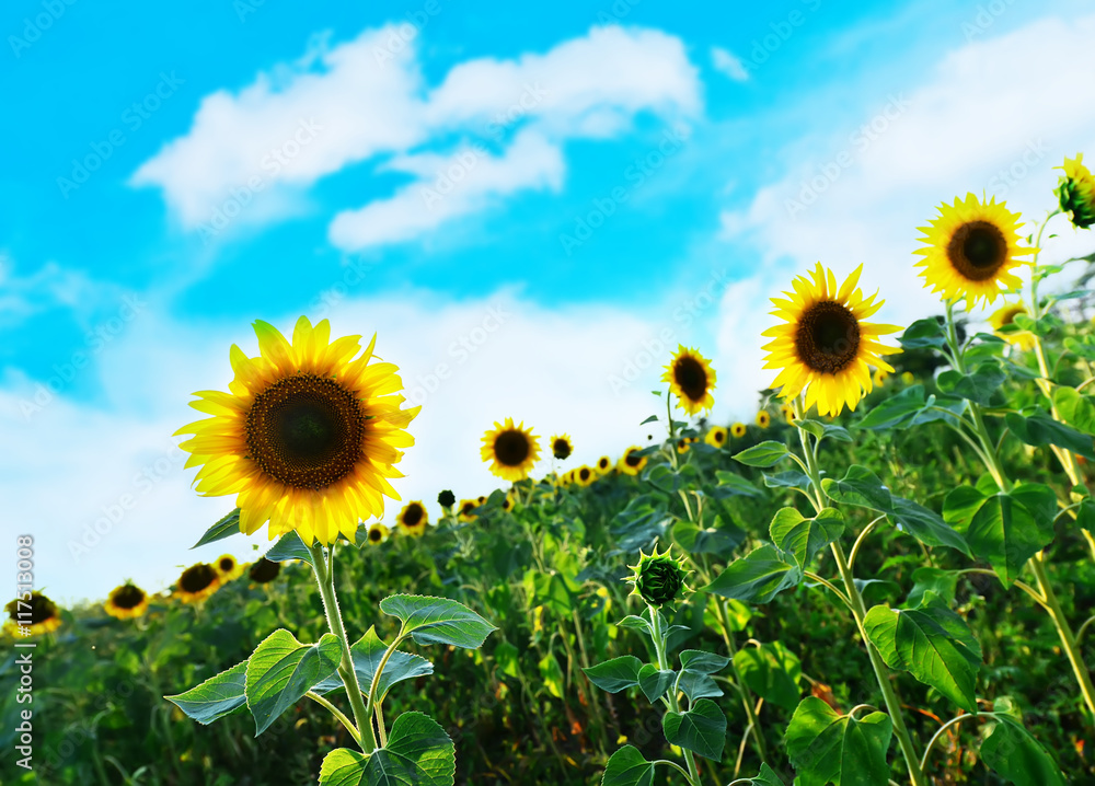Obraz premium sunflower field