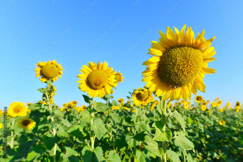 Fototapeta premium sunflower field