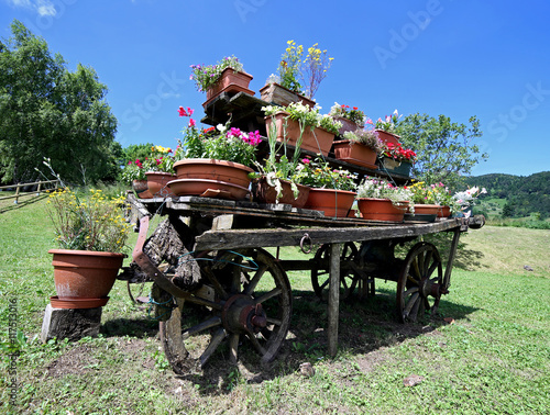 Fototapeta Naklejka Na Ścianę i Meble -  old wooden wagon festooned with many pots of flowers in the mead
