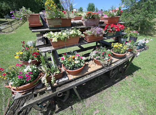 Fototapeta Naklejka Na Ścianę i Meble -  old wooden cart festooned with many pots of flowers in the meado