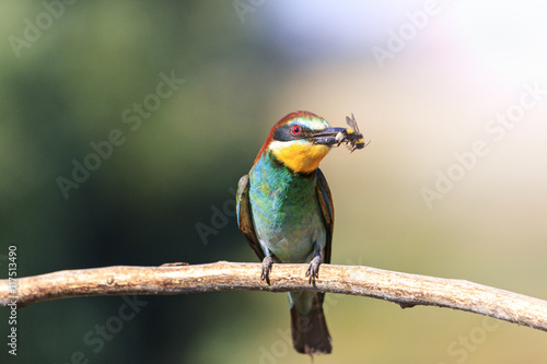 european bee eater with a bumblebee in its beak sunny hotspot