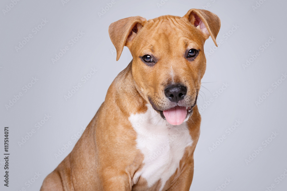 Cute staffordshire terrier puppy