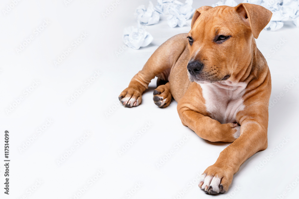 Cute staffordshire terrier puppy Cute staffordshire terrier puppy