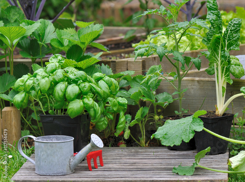 différents légumes en pot pour potager