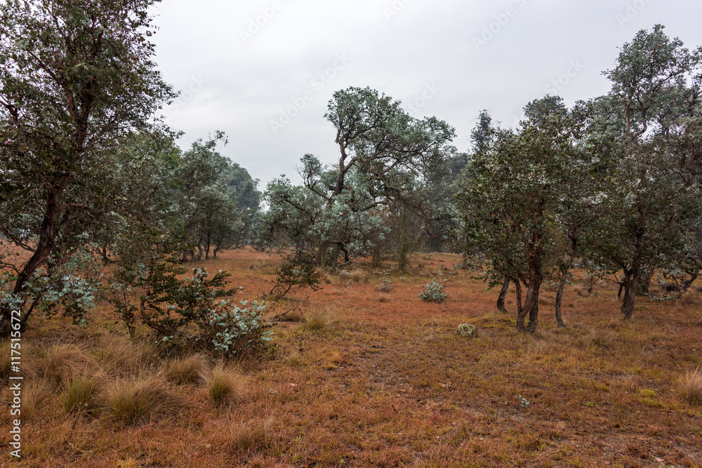 Australian bush landscape. Rural, outback nature scene with native eucalyptus trees and plants
