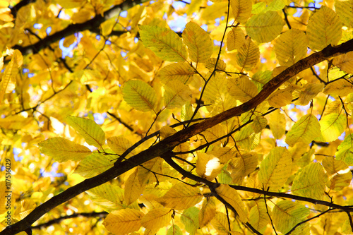 autumn leaves background