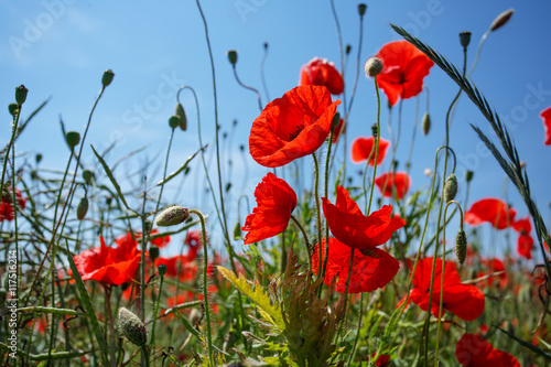 red poppies on a background of blue sky