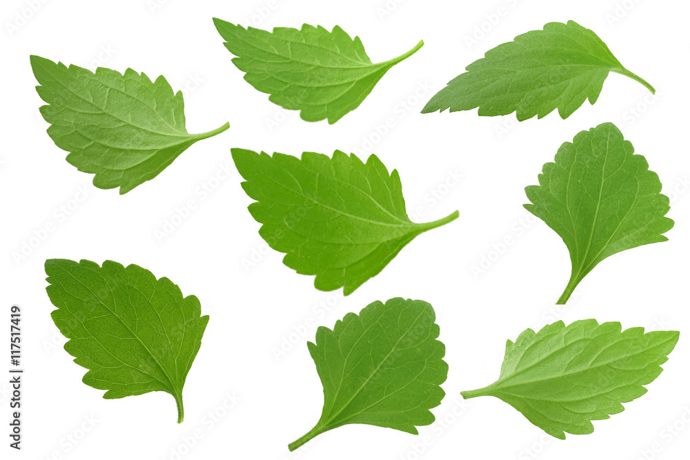 green leaves on white background (isolated)
green leaves on white background (isolated)