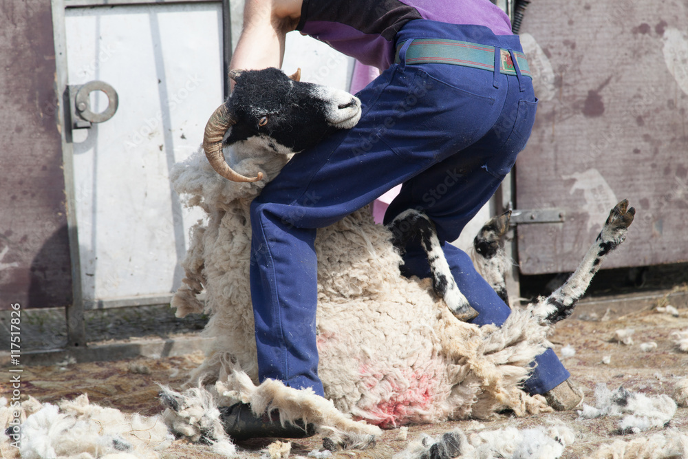 man shearing a sheep in a field