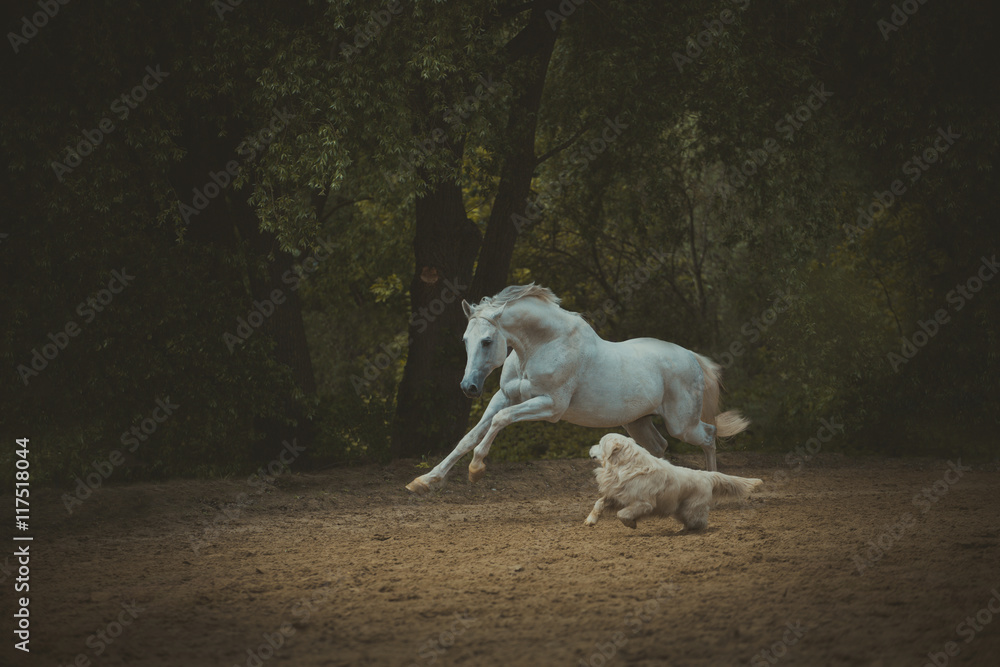 Fototapeta premium white horse runs with the dog on the dark green trees background