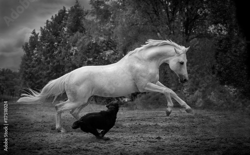 Fototapeta Naklejka Na Ścianę i Meble -  white horse runs with the dog on the dark trees background
