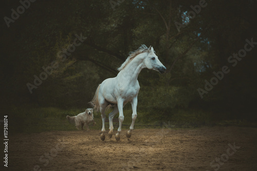 Fototapeta Naklejka Na Ścianę i Meble -  white horse runs with the dog on the dark green trees background