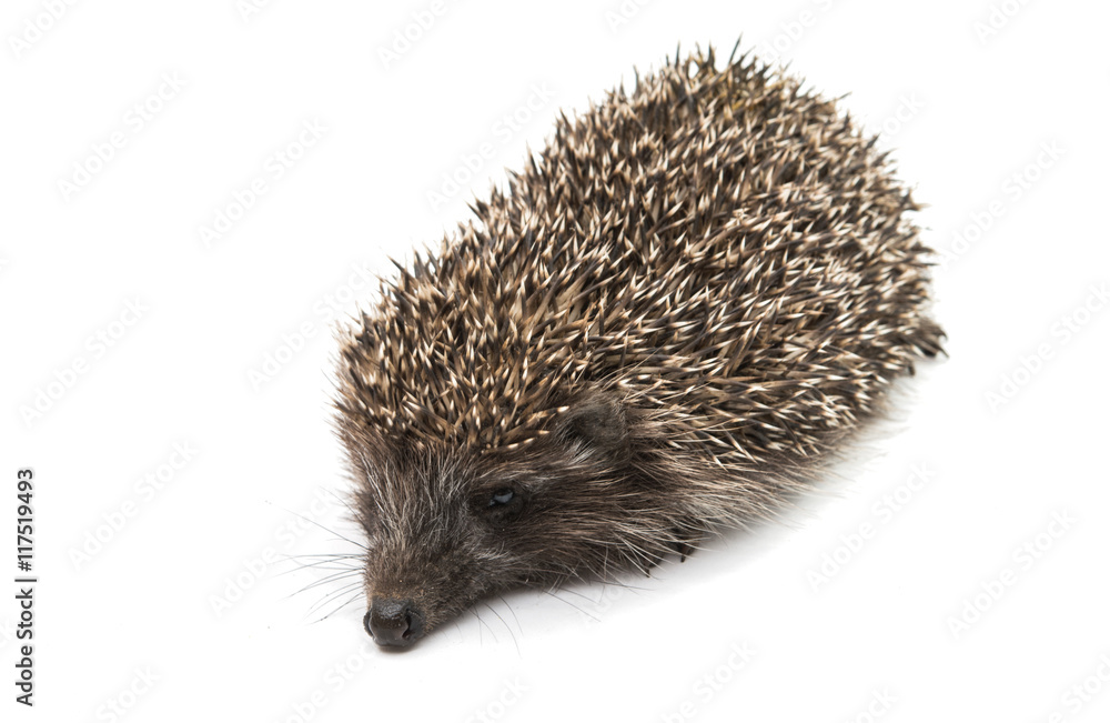 Hedgehog Hedgehog