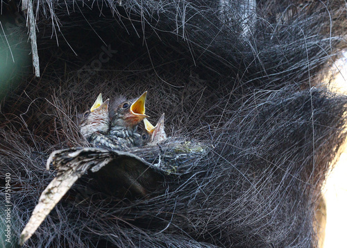 Baby spotted flycatchers, Muscicapa Striata,in palm tree nest with open beaks 