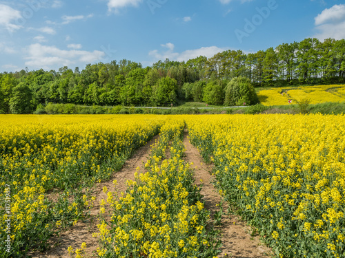 canola fields during springtime