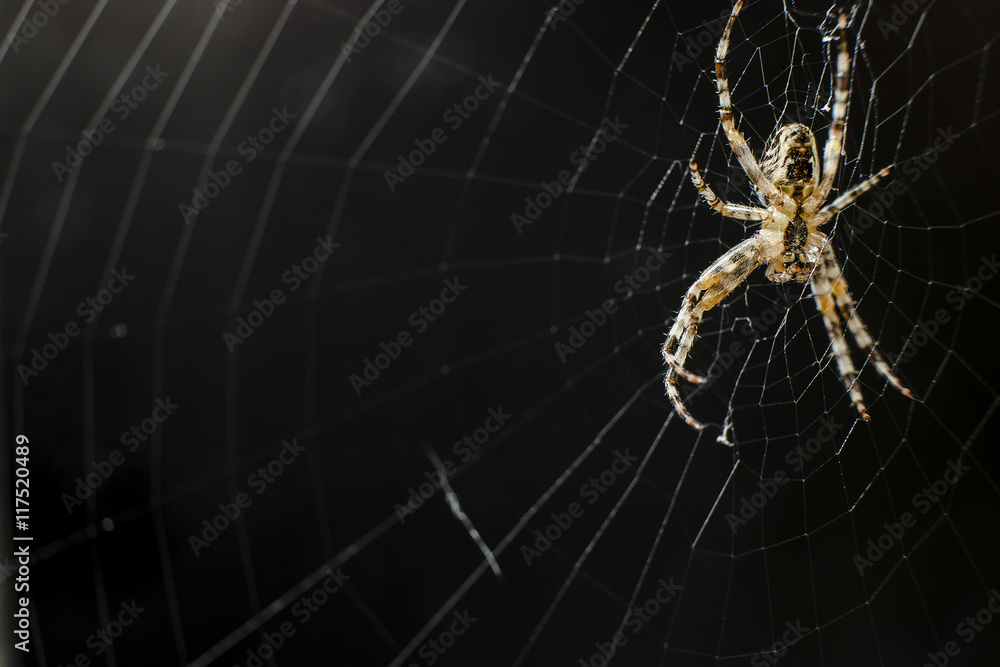 spider hanging on the web on a black background spider hanging on the web on a black background