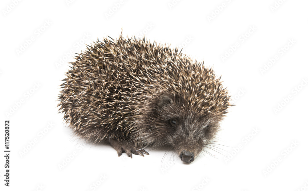 Hedgehog Hedgehog