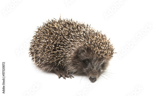 Hedgehog