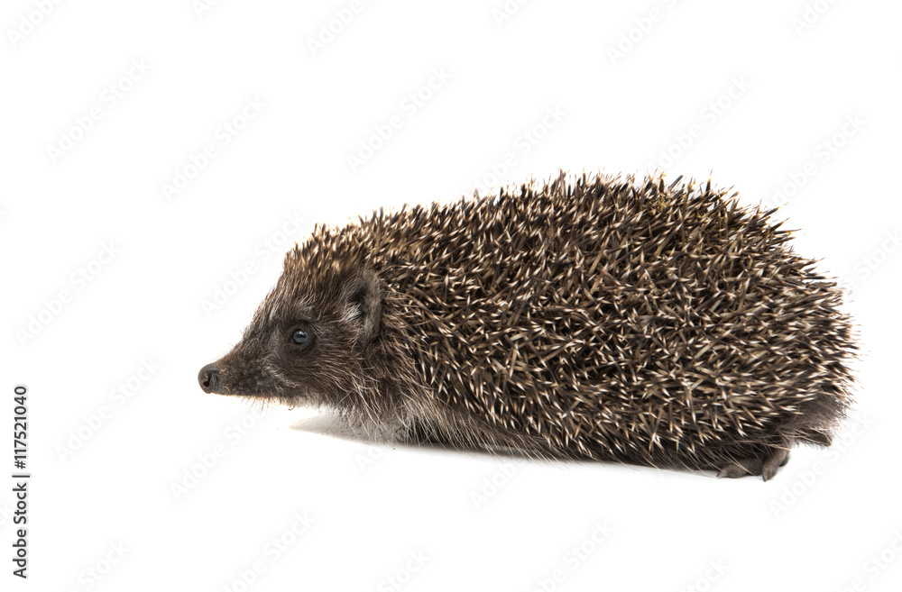 Hedgehog Hedgehog