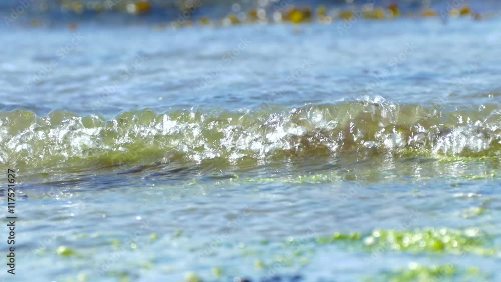 Small waves breaking on the sea front with seaweed floating Small waves breaking on the sea front with seaweed floating