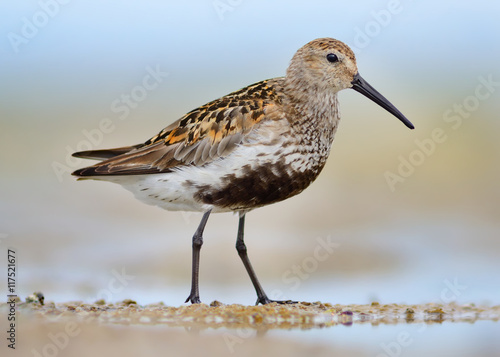 Dunlin, Calidris alpina, standing in a pool of sea water on the beach photo