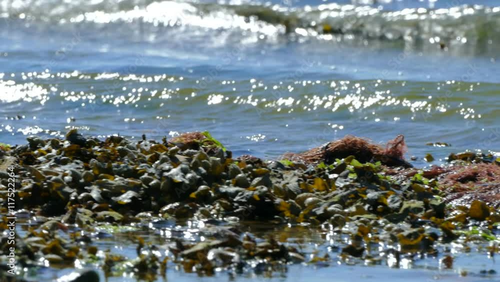Panning over seaweed and algae in rock pools on the beach in summer Panning over seaweed and algae in rock pools on the beach in summer