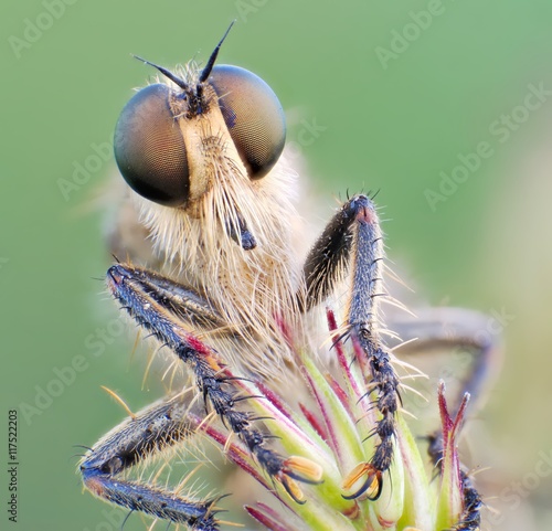 Sleeping robber fly (Asilidae - Zosteria) in the morning with dew drops photo