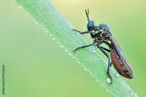 Sleeping robber fly (Asilidae - Zosteria) in the morning with dew drops photo