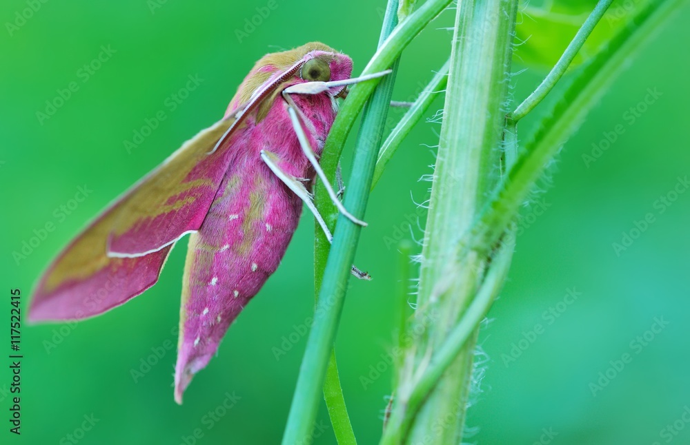 Hawk moth (Deilephila elpenor) Hawk moth (Deilephila elpenor)