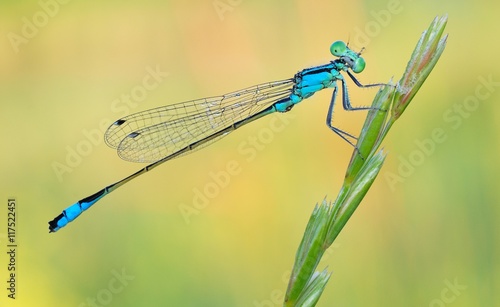 Dragonfly on a colorful background